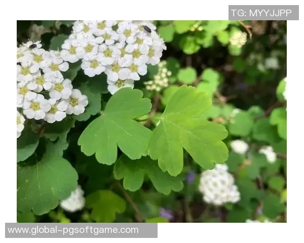 pg赏金船长爆分-揭秘pg赏金船长爆分秘诀，揭示无尽的宝藏！pg赏金船长爆分